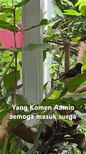 Aamin #birds #burungkicaudialamliar #dmaviary #nature #birdsong #burung #aviary #kicaumania