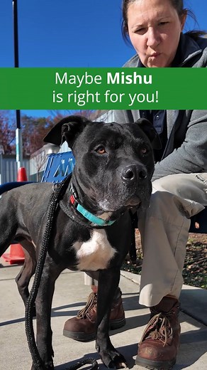 https://www.petfinder.com/dog/mishu-id-37128-2856-77957683/va/manassas/prince-william-county-animal-services-center-va331/ | Prince William County Animal Services Bureau
