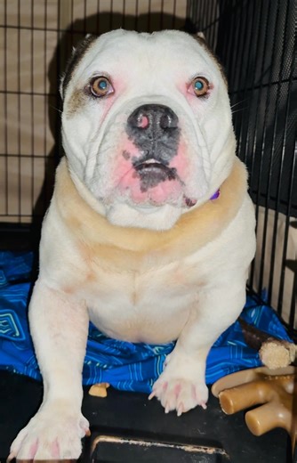 No personality? Sir, this is an English Bulldog, not a golden retriever on espresso. This poor guy landed in the behavioral unit at the shelter, after being found as a stray. Why, you may ask? Because he has no personality! And when you first meet him? Yeah… we kind of get it. He just stares. Vacant. Blank. Like he’s stuck on hold with the universe, waiting for someone—anyone—to pick up. He’s filthy. Not “rolled in the yard” dirty—this is full-on “took a nap in a landfill and made peace with it”