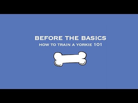 How to Train a Yorkie 101: Before the Basics