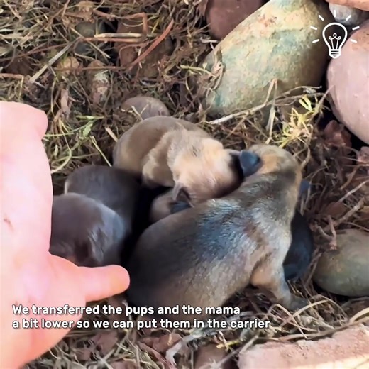 9.4K views · 176 reactions | Rescuing a dog and her newborn pups ⛑ | Viral Stories | Facebook