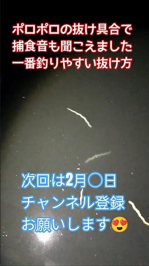 千葉県市原近辺バチ抜け！次回は2月〇日予想 #バチ抜け #シーバス #バチパターン