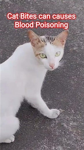 Cat Bites can cause Blood Poisoning