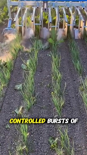 Thid Technique Shows A Flame Weeding! #weeding #machine | Ciano Enelyn