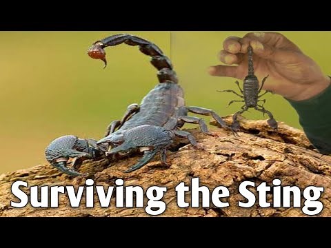"Deadly Scorpions: The Top 10 Most Lethal Species!"