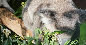 Koala bear feeding on gum-tree leaves in australian wilderness
