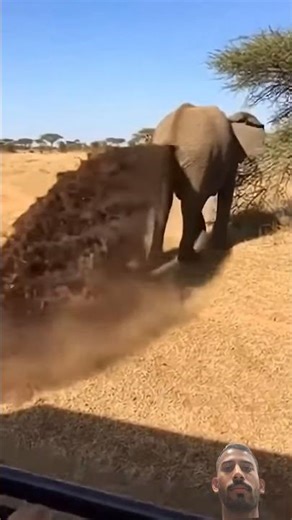 Lion Bites Elephant tail 😂 | #animals #elephant #lionfunny #lion #funny