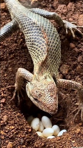 Why do lizards bury their eggs in the soil? #shorts #lizard #animalfacts