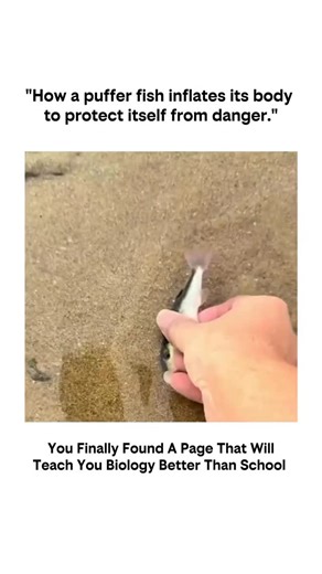 biology on Instagram: "a puffer fish senses danger or a predator nearby, it quickly takes action to protect itself. It rapidly swallows large amounts of water (and sometimes air) into a special elastic stomach. Because of this, its body becomes big, round, and inflated—sometimes almost 3 times its normal size. By doing this, the puffer fish looks much bigger and harder to swallow, which scares predators away. Some puffer fish also have sharp spines that stick out when they inflate, giving extra