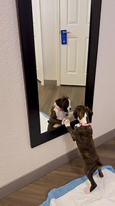 Luna’s Adventure | Boxer Madness