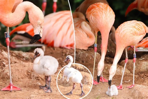 Same-sex flamingo pair hatch chick together in zoo shocker: ‘The parents are doing a great job’
