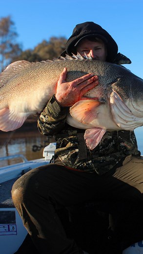 211 reactions · 14 comments | A Big girl that absolutely slobbered the Galah fly jig, they seriously are absolute beasts! majestic creatures of our water ways, we truly are blessed to be able to experience moments with these incredible fish. #fishing #fishingaddict #fishingaustralia #fishingadventure #murraycodaddiction #flytying #flytyingaddict #flyjigs #tasline #murraycod #murraycodfishing | Andrew Colston | Facebook