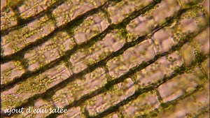 cellules de feuille d’élodée au microscope dans de l’eau douce puis dans de l’eau salée (version4)