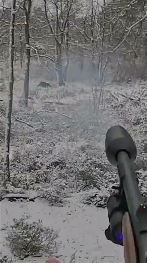 A Lone Wild Boar in a Snow-Covered Forest #viral #вирусно #outdoors #wildboar #wildlife #boar