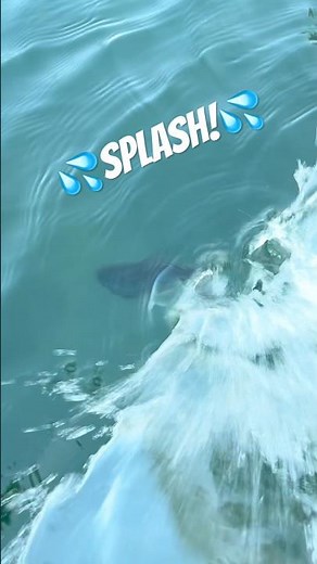 💦SPLASH Bass Release!🎣💦#fishing #fish #asmr #bassfishing #largemouthbass