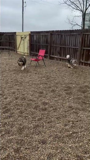 Dog Breed? What do you think? Husky mix? Let us know!