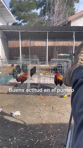 Gamefowl Breeding Techniques and Tips | Gallos Melsim Insights