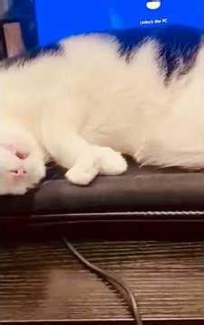 My keyboard is now a heated bed.#catnap