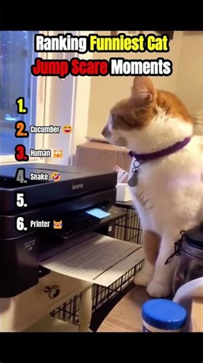 Ranking Funniest Cat Jump Scare Moments 😹👀