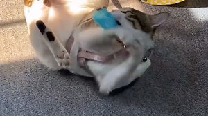 Watch cat spring toy on Amazon Live