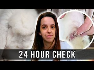 Rabbit Abscess Healing: What to Expect in the Days After