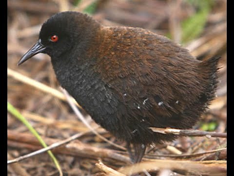 The Inaccessible Island Rail