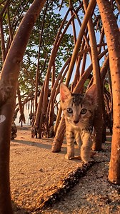 The Ultimate Jungle Gym! | TropiCats