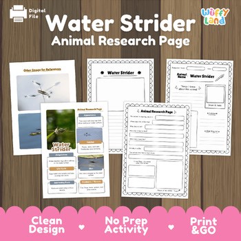 Water Strider Animal Research: 4-Page Informational Text & Graphic Organizer Set