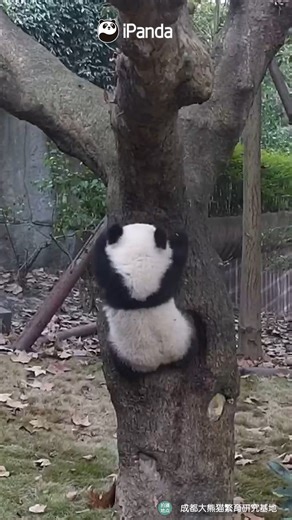 The panda had big dreams, but gravity had bigger plans. (Ellen) #HiPanda #ChengduPandaBase #PandaFun #PandaMoment For more panda information, please check out: https://en.ipanda.com | iPanda