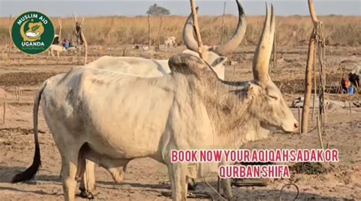 Muslim Aid Uganda on Instagram: "One Gift, A Lifetime of Change 🐄 ​Sustainable change starts with a single step. Through our Live cow Distribution Project, we aren't just providing a meal we are providing a livelihood, a source of income, and a brighter future for families in need. For just $350, you can gift a cow that offers long-term food security and economic independence. ​Join us in making a lasting difference today. How to Donate Bank Details Bank Name : Equity Bank Account Name: Muslim