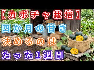 [Pumpkin Gardening] You can tell the best time to harvest by looking at the stem. If you miss thi...