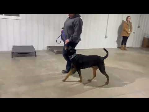 Video of adoptable pet named Dane