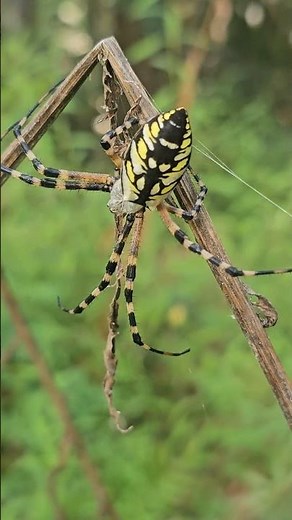 Beautiful banana spider 🍌 🕷 #naturecoast #nature #spider #spiders #insects #naturelovers #wildlife