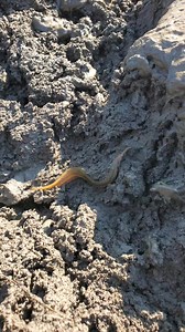 Awesome Fishing Technique | Fishing Today