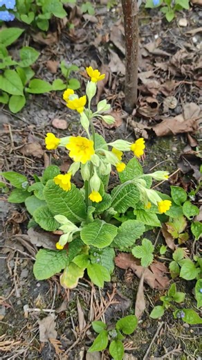 Już kwitną: pierwiosnek lekarski (Primula veris) i ułudka wiosenna (Omphalodes verna).
