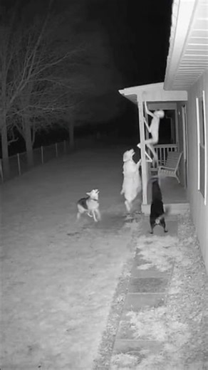 A Night Intruder Learned a Brutal Lesson#night #scary #horror #cctv #caughtoncamera #silenthorror
