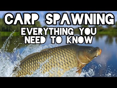 EVERYTHING you need to know about CARP spawning