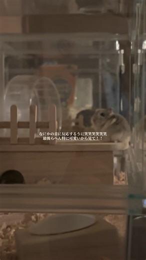 かわいいハムスターの日常を楽しもう