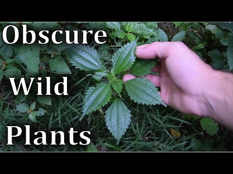 How to Identify 9 Obscure Wild Plants - Video Field Guide
