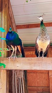 When 🌱 nature 📞calls for 🍳breakfast I always take action! 🌞Rise and shine with a loud call from peahen 🦚 Asia as her and peacock Gabriel patiently wait for me to grab that feed bucket😆#peacocks #oklahomapeacocks #breakfastclub #morningmotivation #peacock #peahen | Amy Mayfield