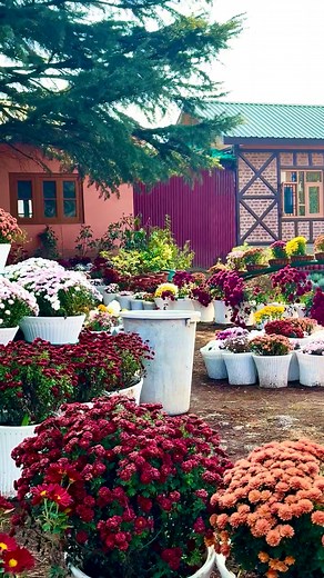 549K views · 24K reactions | Dilshad tha ki phol khelenge #beautiful #nature #virals | Jammu and Kashmir Explorer | Facebook