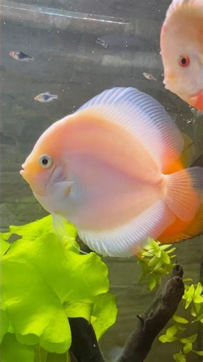 Snow White Discus Shivering - Ready to breed! #aquarium #aquascapegallery #aquascaper #aquariumfish