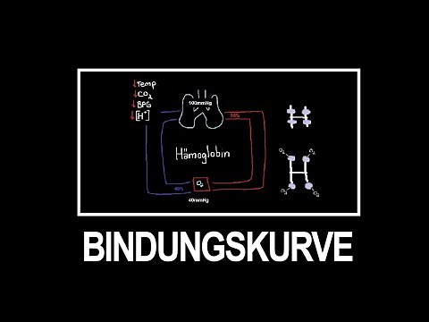 Sauerstoffbindungskurve einfach erklärt: Grundlagen für angehende Mediziner