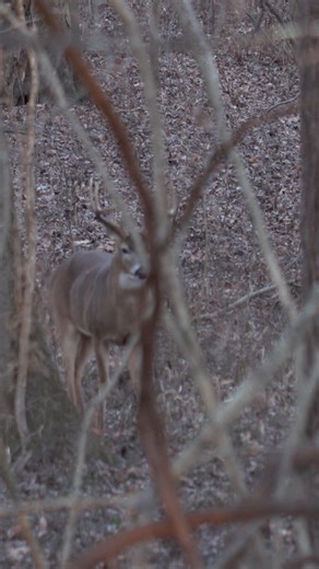 This dude was locked in.. Doe hunting and you see this are you still shooting the doe or waiting for another one⁉️ Primos Hunting | Realtree | Thacha Gear | Moultrie Products | Grim Reaper Broadheads | Darton Archery | B3 Archery | Small Town Hunting