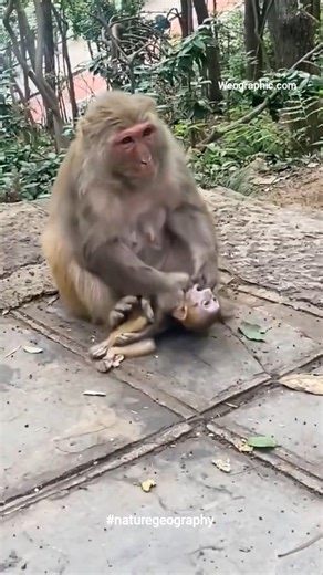 Nature Geography on Instagram: "The mother monkey's cries were heartbreaking. The baby monkey was dead, but the mother was trying to wake it up. Monkeys are trying to understand death. The mother monkey cannot accept that her baby is dead. #monkey #babymonkey #babyanimals #weographic #naturegeography"