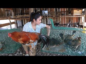 Local chicken is so yummy for cooking / Yummy local chicken recipe / Cooking with Sreypov