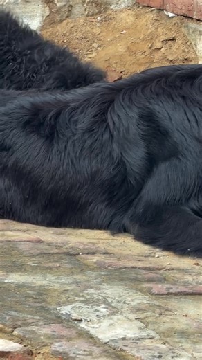 The Best Dogs of TikTok: Adorable Moments You Can't Miss