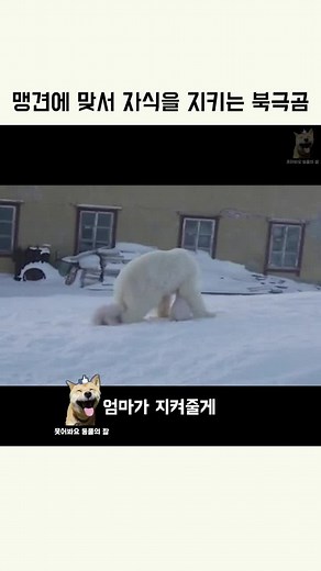엄마 북극곰이 자식들을 지키는 이야기