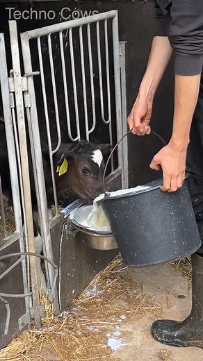 60K views · 707 reactions | Manual Feeding Small Cute Calves  Care for #animals #farming #food #cute #cow #milk #dairy #eati | Techno PEE | Facebook