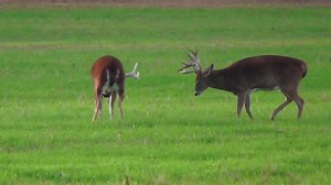 33K views · 445 reactions | Who do you think's in charge? • • • • • #camp #guides #Wisconsin #whitetaildeer #hunts | Apple Creek Whitetails Ranch | Facebook